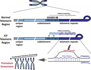 Telomeres in ICF syndrome are prone to form DNA:RNA hybrids.